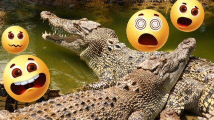 Защо близо 70 крокодила избягаха от ферма?😲