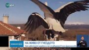 На живо от гнездото: Най-известните щъркели у нас се завърнаха в село Драгушиново (ВИДЕО)