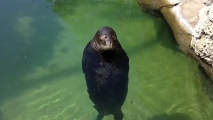 Хавайски тюлен се върти на 360 градуса във вода