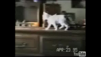 Котки 3