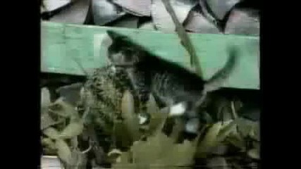 Cat bloopers