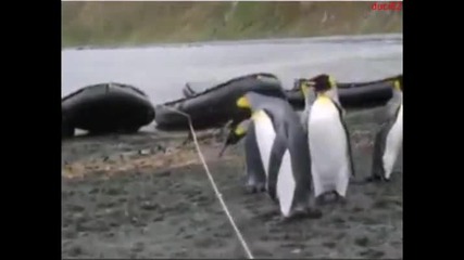Пингвини прескачат въже , мисия почти невъзможна