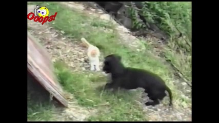 Funny Dogs & Cats - Animal Attacks - Смях