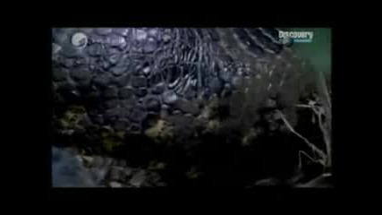 Анаконда с/у крокодил