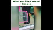 Когато рибката ти е по-умна от теб Хахахах