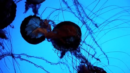 Медузи в аквариум 