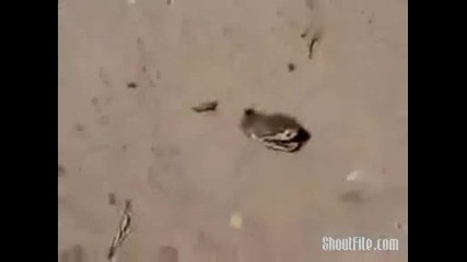 Змия Без Тяло Тръгва Да Напада Хора