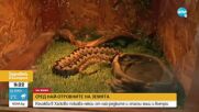 Изложба в Хасково показва някои от най-редките и отровни змии и влечуги
