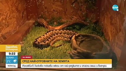 Изложба в Хасково показва някои от най-редките и отровни змии и влечуги