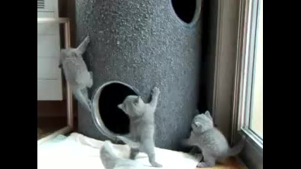 Колко са котетата...