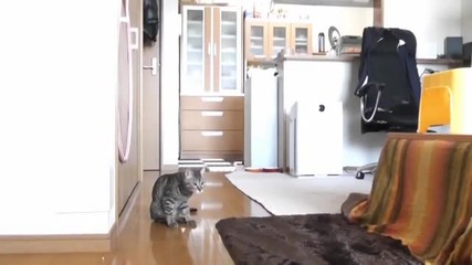 Това коте по-добро от Ван дер Сар