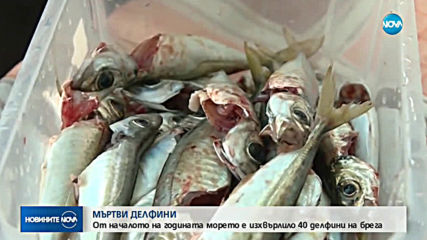 Делфинче на 9 дни е починало в делфинариума във Варна