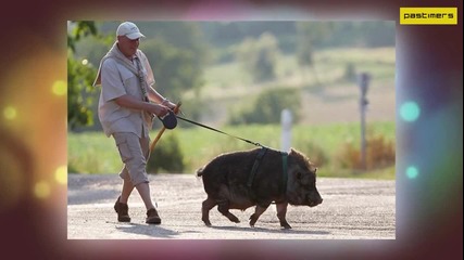 Необичайни домашни любимци