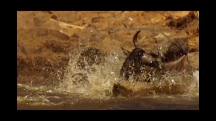 Nature - Greatest Kills High Speed Camera Slowmotion 