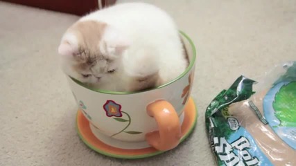 Келнер, в кафето ми има коте?!