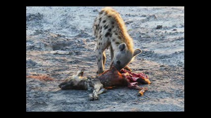Petra - Hishtna hiena