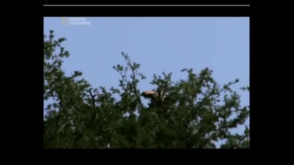 Животът на Лъвовете част 6