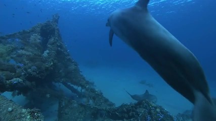 Делфините в дълбокия син океан ( Част 1 / 6 ) * H D * 