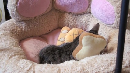 Мързеливо Коте
