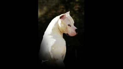 Dogo Argentino Guerrero Blanco.