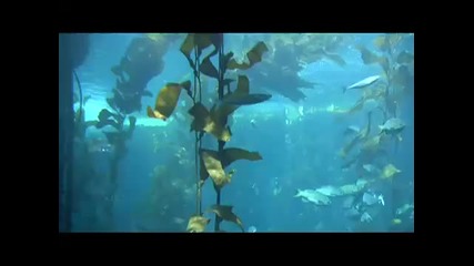 Аквариум с красиви риби в Калифорния 