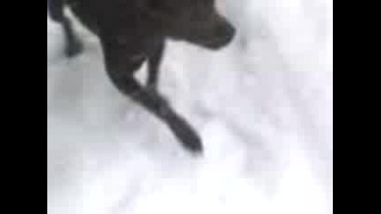 Питбул Си Играе Със Снега