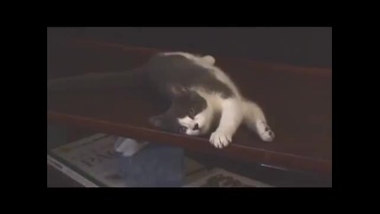 I'm a Stupid Cat! Много забавно клипче