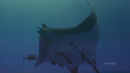 Incredible Giant Manta in the Deep Sea