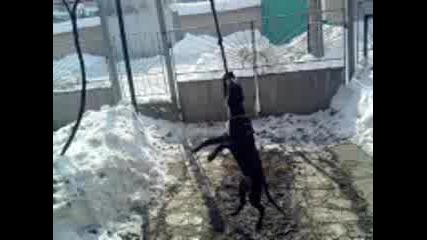 my dog Herra