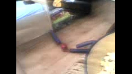 Mov00001.3gp