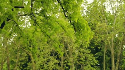 Canon Eos 7d + 50mm f1.4 Video Test 