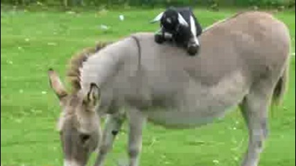 Сладко козле се е качило върху магаре