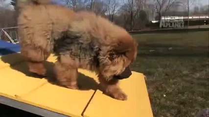 Dogs 101 Chow Chow 