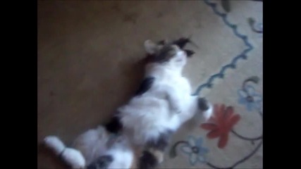Котето ми Писи Спи