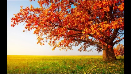 * Relax * Milo Greene - Autumn Tree + Текст