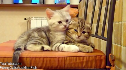 Котета се прегръщат .. Сладури