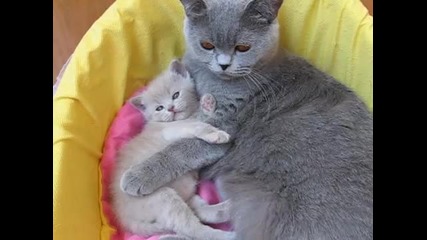 Котка гушка малкото си:)