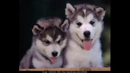 Sweet Dogs