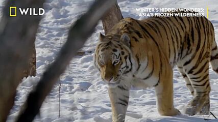 Тигър ловува | Дива зима | NG Wild Bulgaria