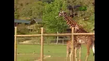 Growing Up Giraffe - Standing Up
