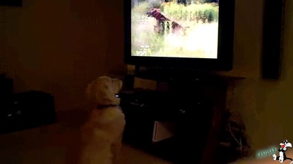 My Golden Retriever Watch Tv 