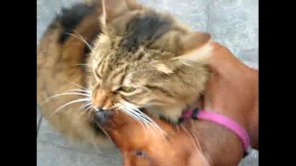 Куче целува Котка - смях