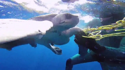 Водолаз спасява морска костенурка заплела се във въже