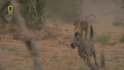 Predator Battleground (part1)