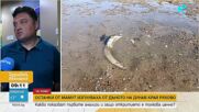 Какво показват първите анализи на откритите останки от мамут