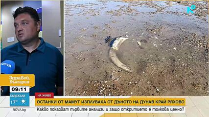 Какво показват първите анализи на откритите останки от мамут