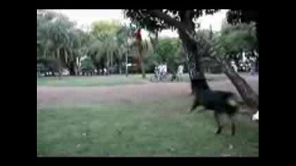 The Best Pit Bull Video Ever !