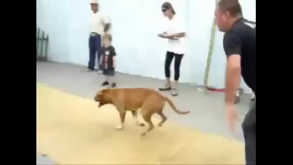 Pit Bull Pride