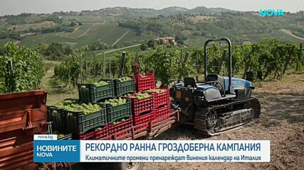 Рекордно ранна гроздоберна кампания започна в Северна Италия заради продължителните горещини