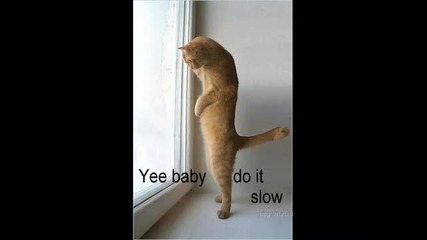 Funny cats